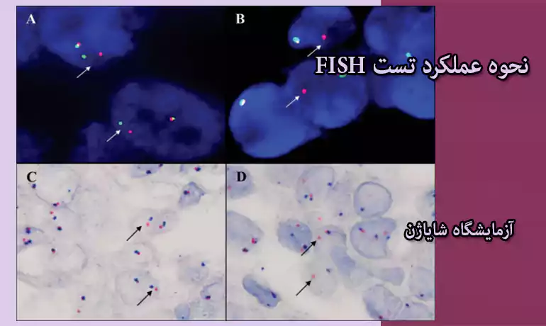 نحوه عملکرد تست FISH